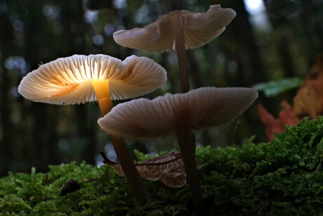 Paddenstoelen
