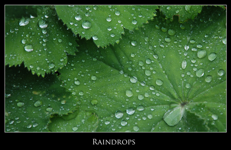 Raindrops