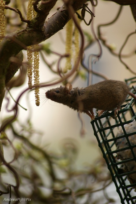 Snuffelen aan de Lente