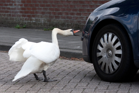 Aanslag op auto.... door zwaan