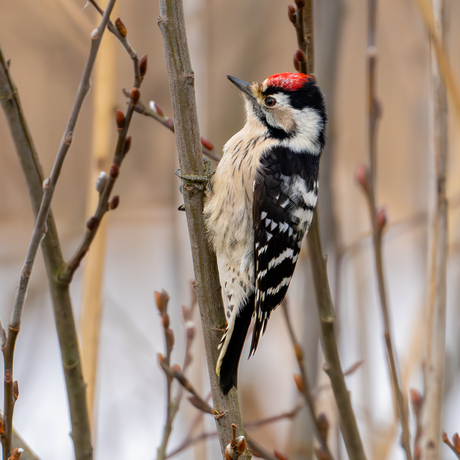 Kleine bonte specht