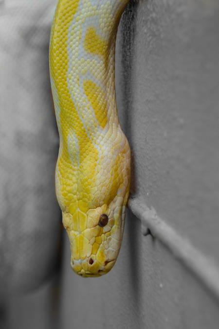 albino python - - - foto door HDuits op 17-09-2017 - deze foto bevat: geel, slang, reptiel, python, albino python