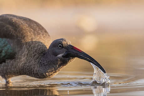 Olijfgroene ibis