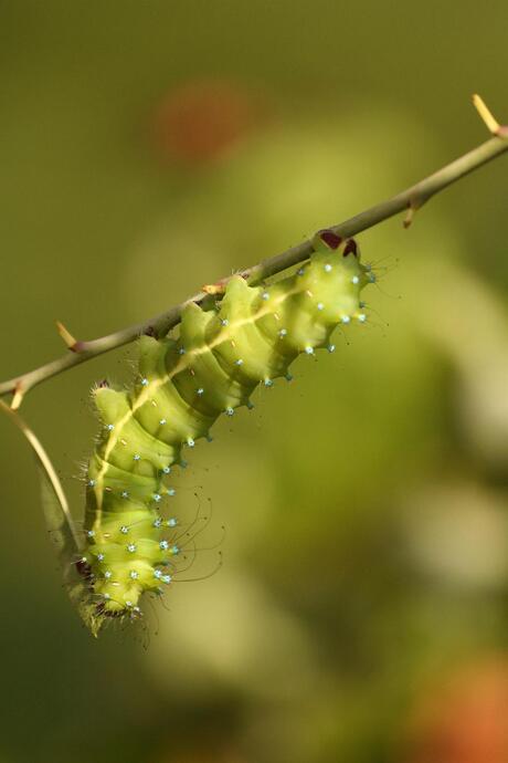 Great Peacock Moth Rups