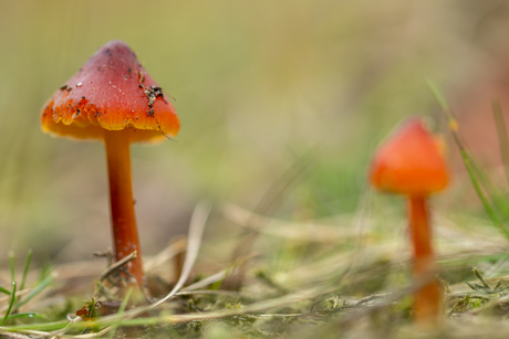 Zwart wordende wasplaat