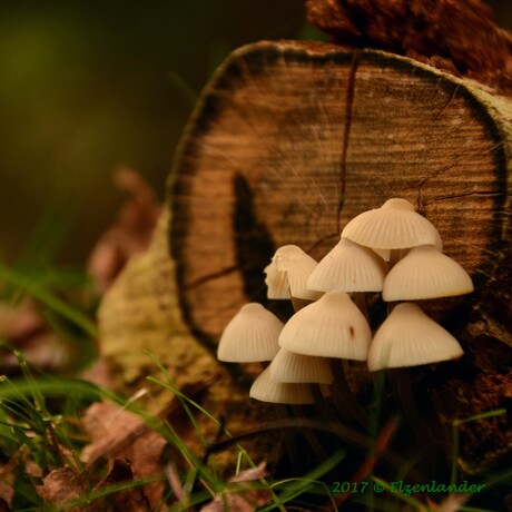 Mushrooms