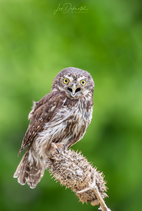 Jouw wil is de mijne