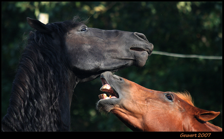 Fighting Horses