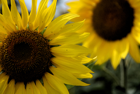 Zonnenbloemen