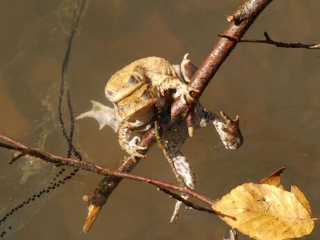 Het is weer lente