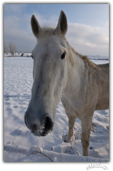 winter pony