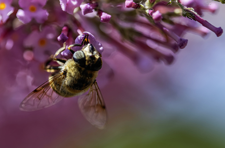 Bij op bloem