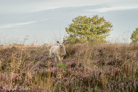 Schaap in de bloeiende heide