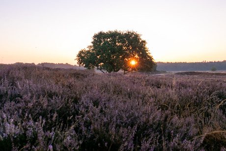zonsopgang op de heide