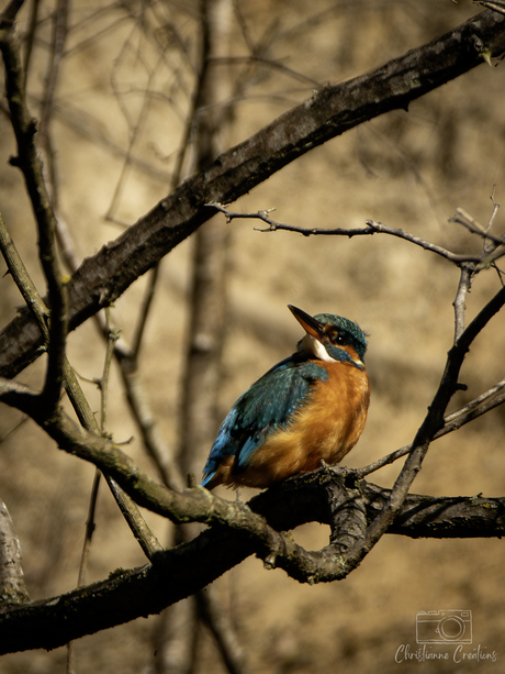 Kleurenpracht op een tak