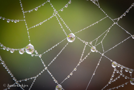 Druppels op spinnenweb