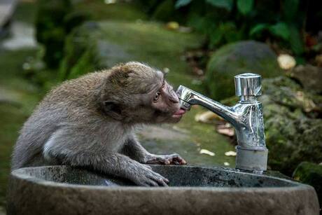 drinkende aap