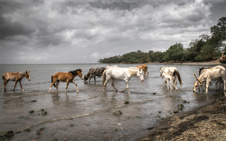 Paarden in Lago Cocibolca