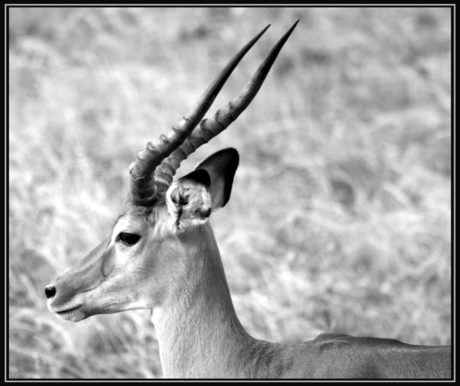 Antilope