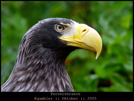 Stellers Sea Eagle