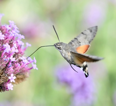 Razendsnelle kolibrievlinder 