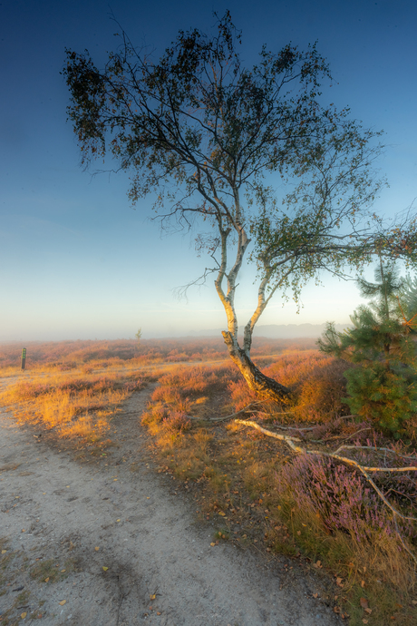 Single tree