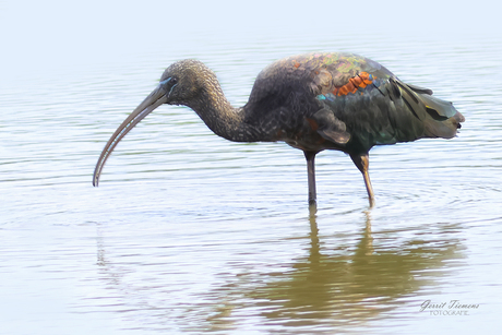 Zwarte Ibis