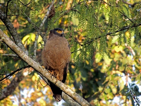 Indische slangenarend-crested serpent eagle
