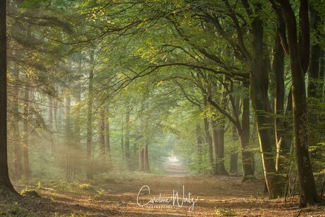 Speulderbos