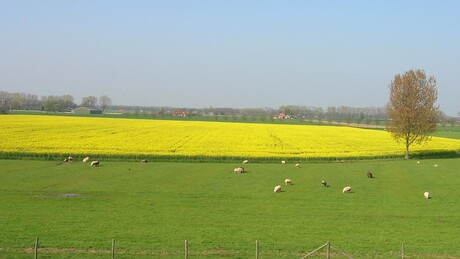 What a colorfull world