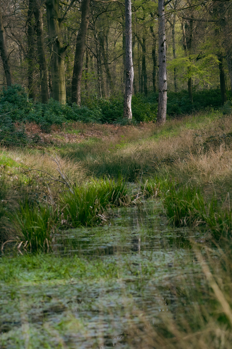 Ergens in een Bos