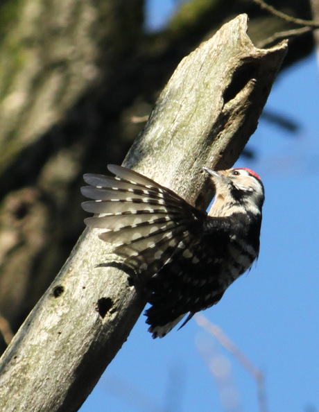 Specht in de lente