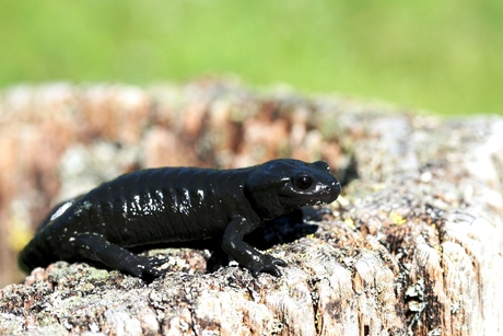 Salamander