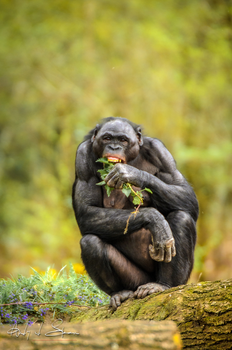 bonobo