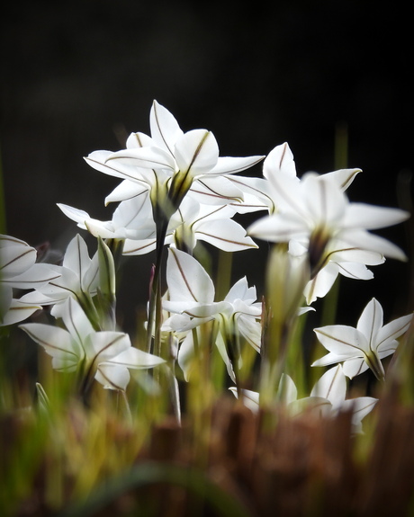 Sterretjes in het voorjaar