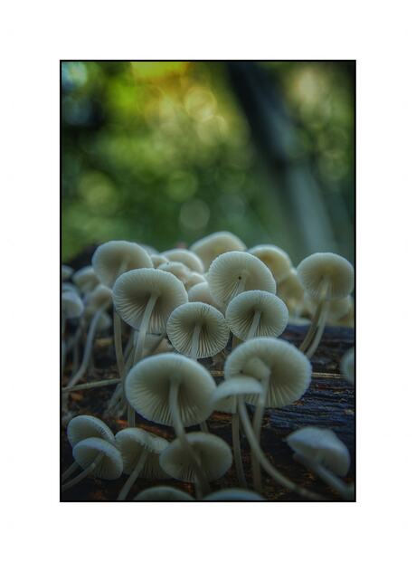 Bundelmycena