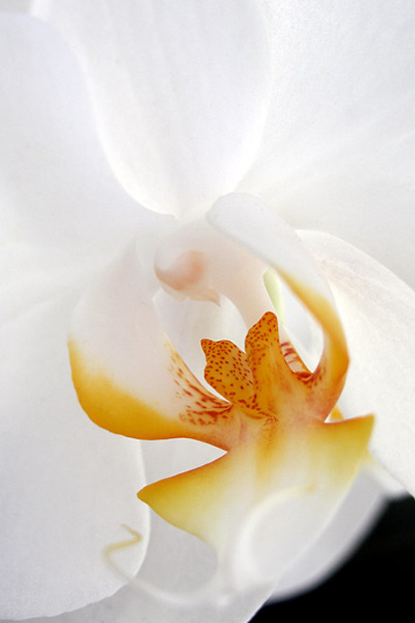 Orchidee
