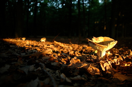 end of the summer II