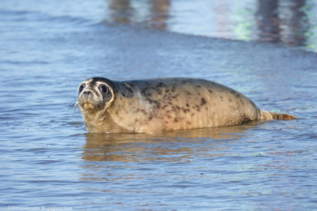 Vrijlating zeehondjes door A Seal Stellendam