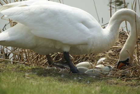 Een nieuwe lente...