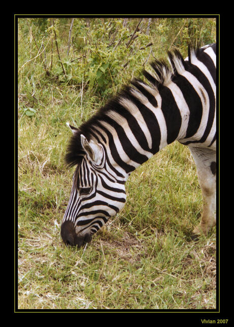 Zebra