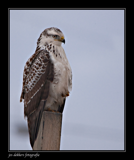 blonde buizerd