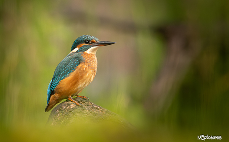 De ijsvogel