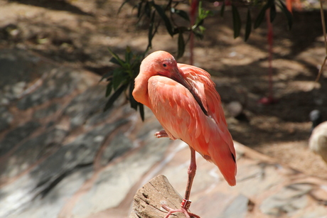 flamingo in ruste