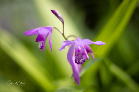 Orchidee 