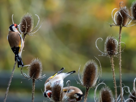 Putters (distelvinken)