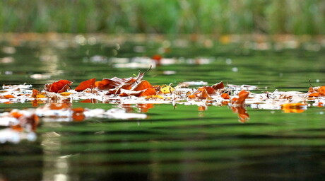 Herfstkleuren in het water