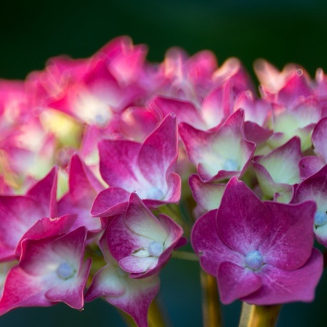 stralend in de ochtend glorie