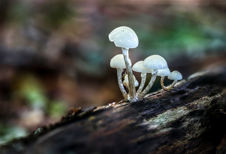 Paddestoelen