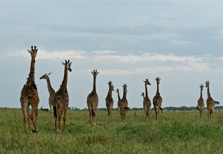 Giraffen familie Seregenti